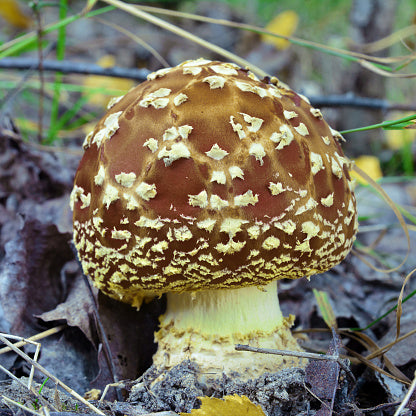 Amanita Regalis