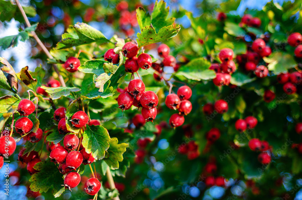 Hawthorn Herbal Syrup