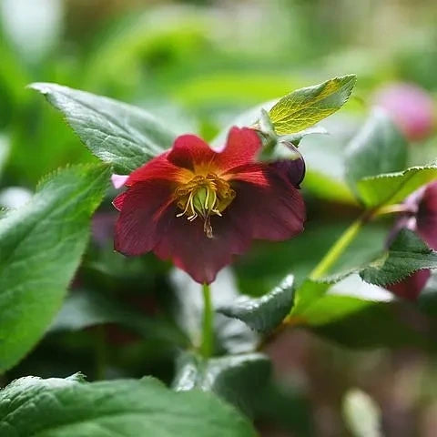 Melampode Flower Essence