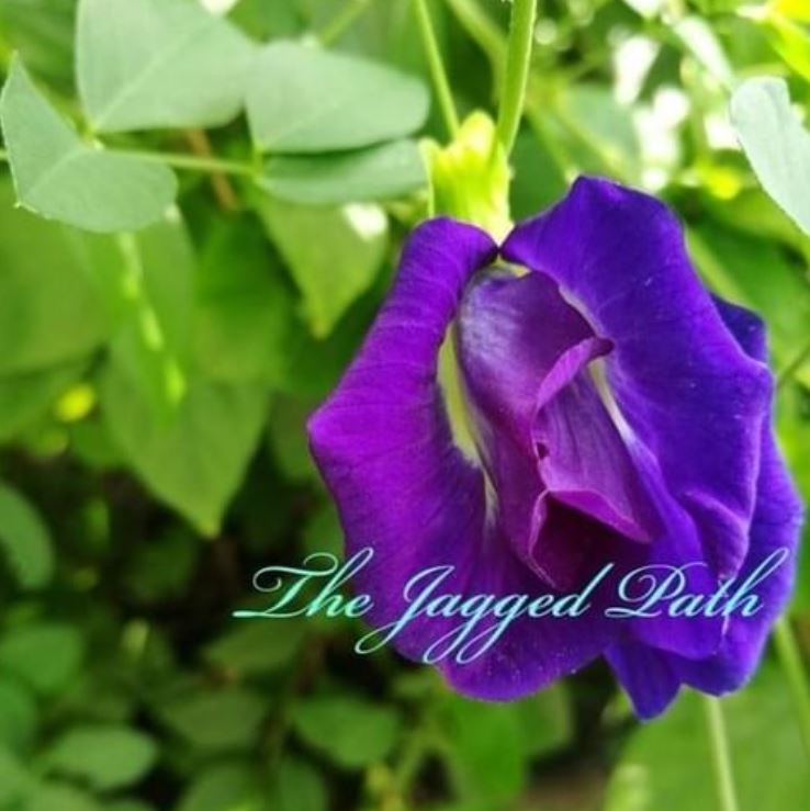 Butterfly Pea Flower Essence