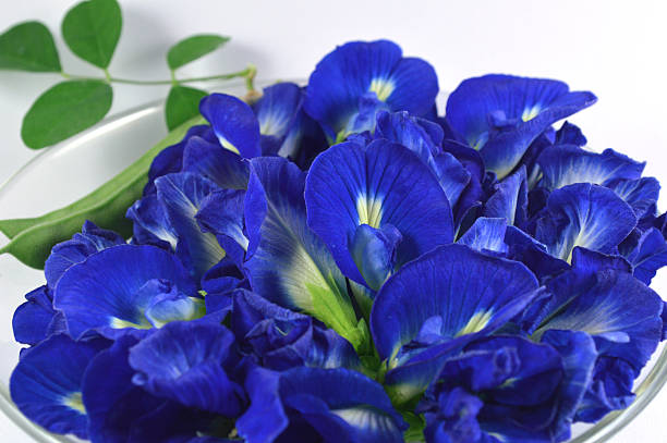 Butterfly Pea Flower Essence