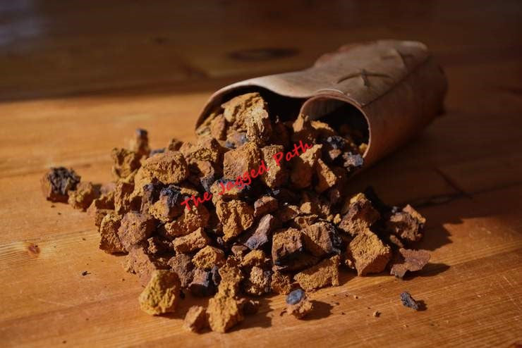 Chaga Mushroom Tincture