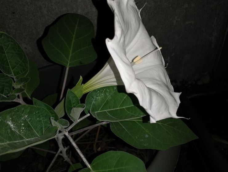 Datura and Henbane Infused Honey