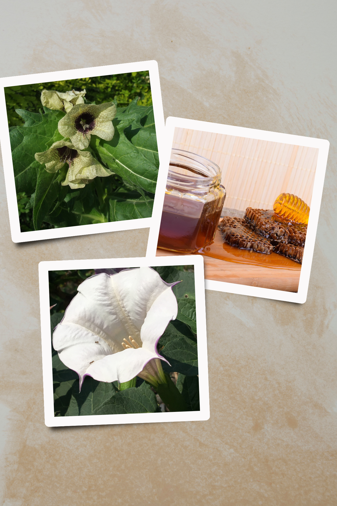 Datura and Henbane Infused Honey