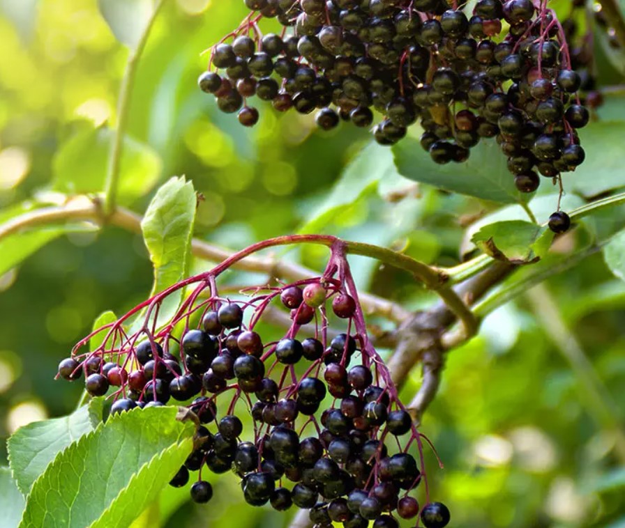 Elderberry Tincture