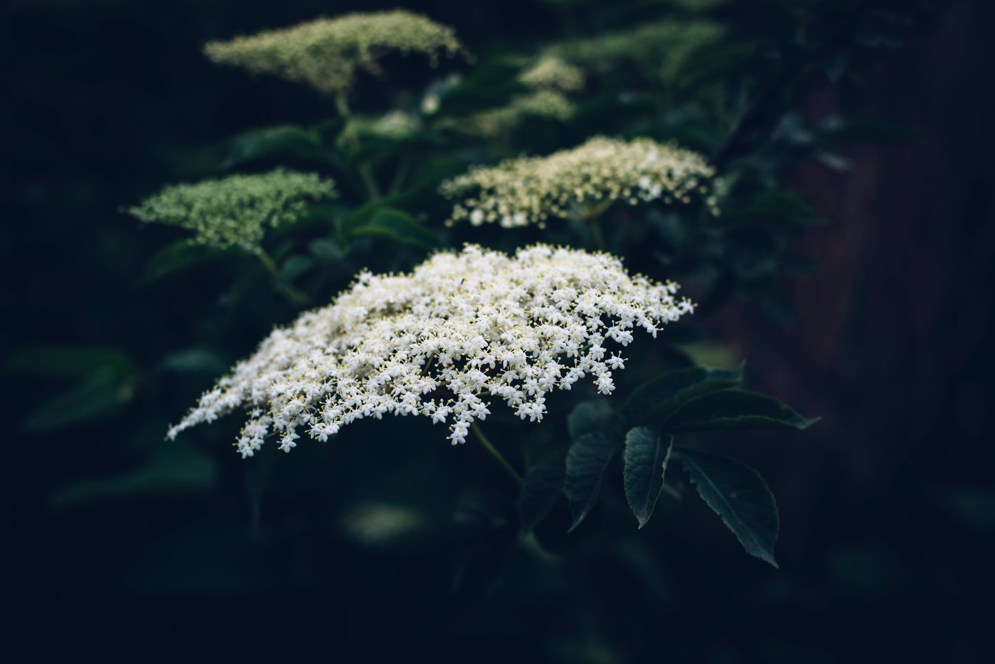 Elderflower Bitters