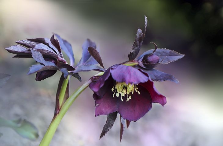 Melampode Flower Essence