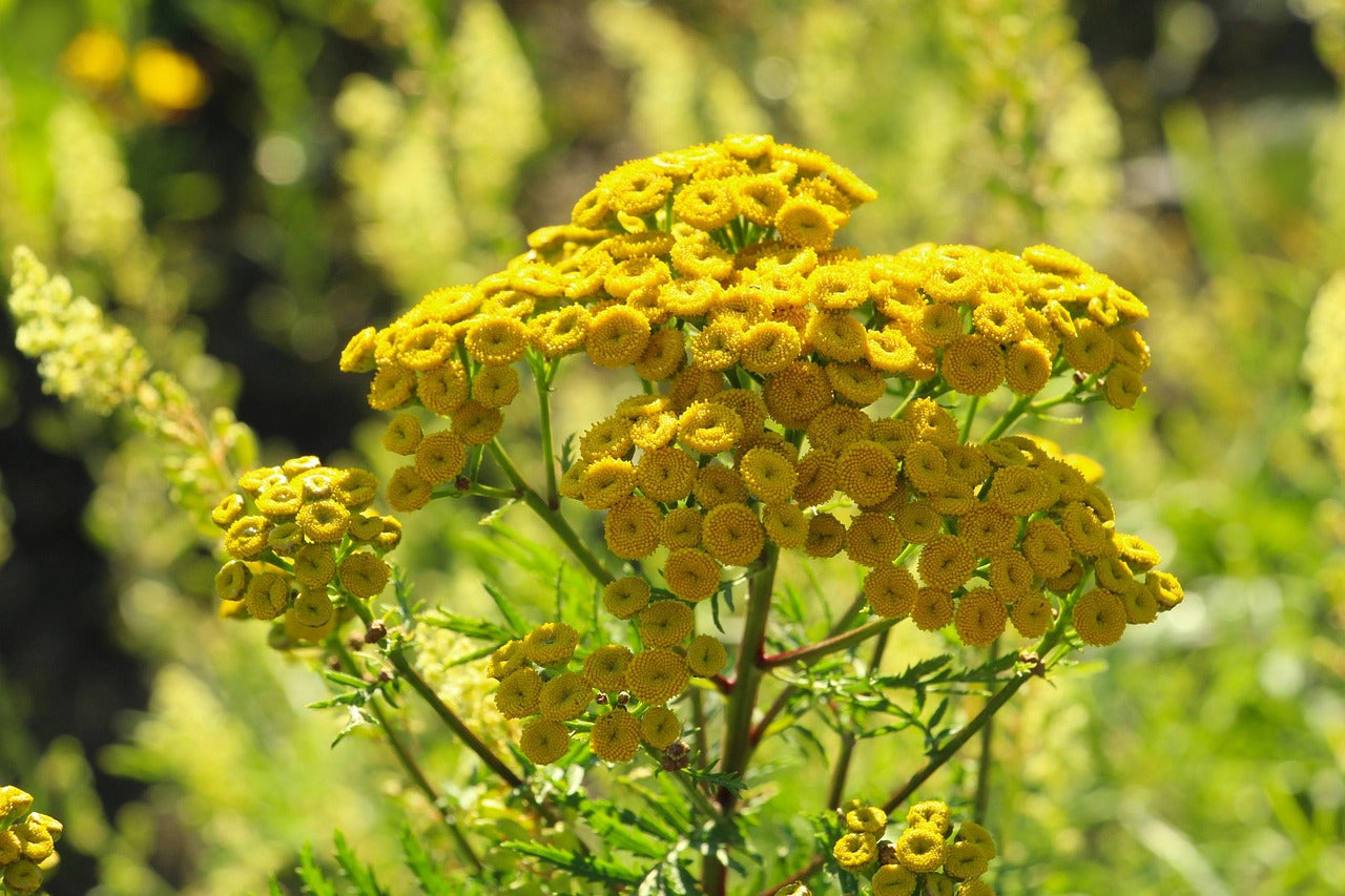 Blue Tansy Nighttime Cream
