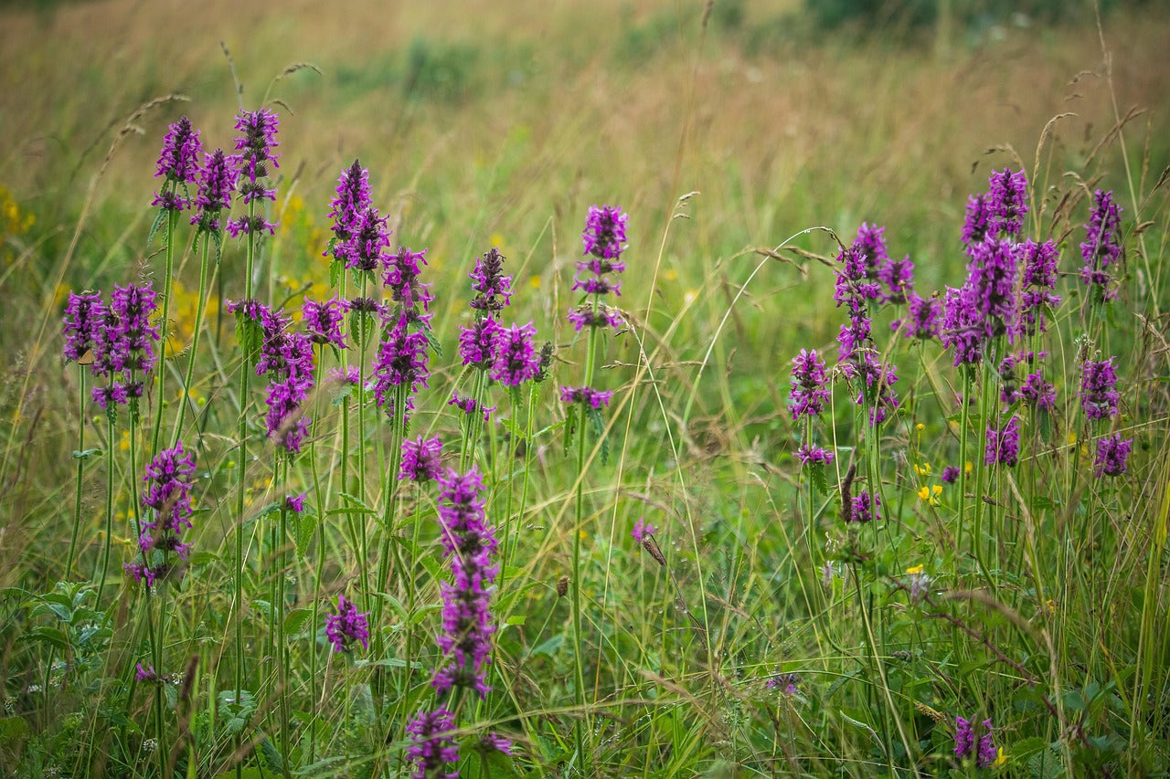 Wood Betony Tincture