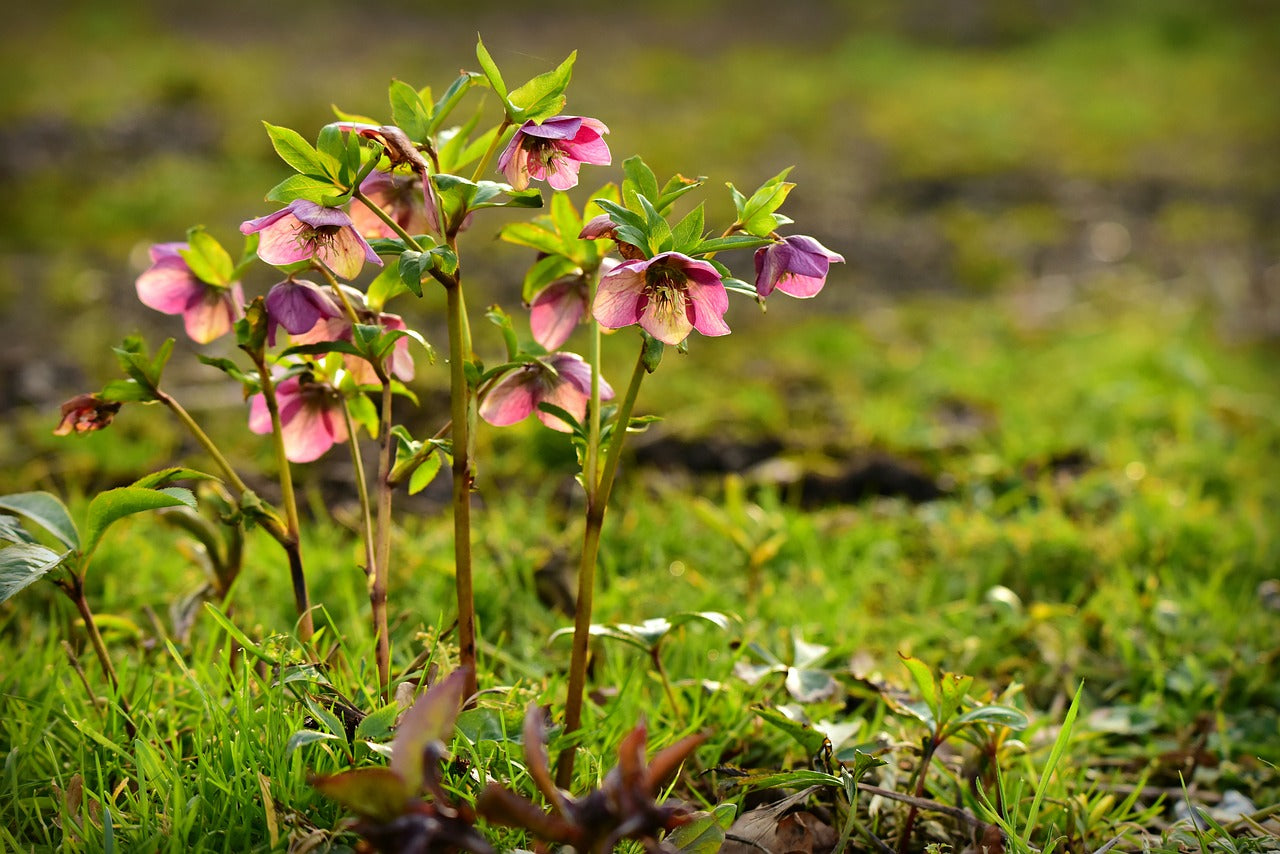Melampode Flower Essence