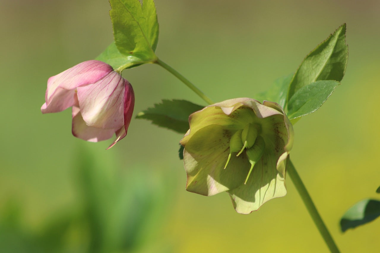 Melampode Flower Essence
