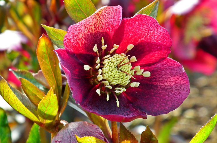 Melampode Flower Essence