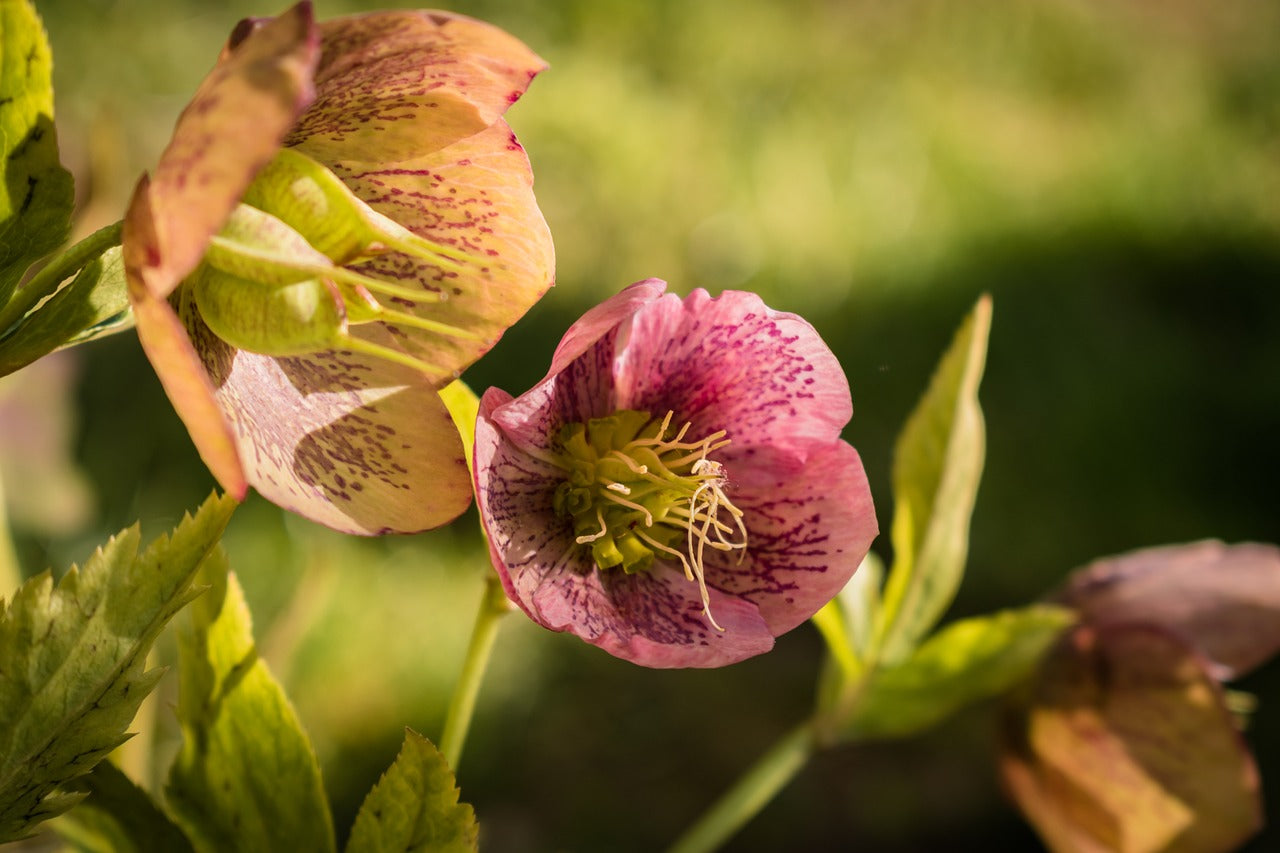Melampode Flower Essence