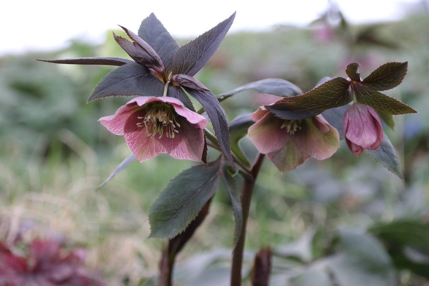 Melampode Flower Essence