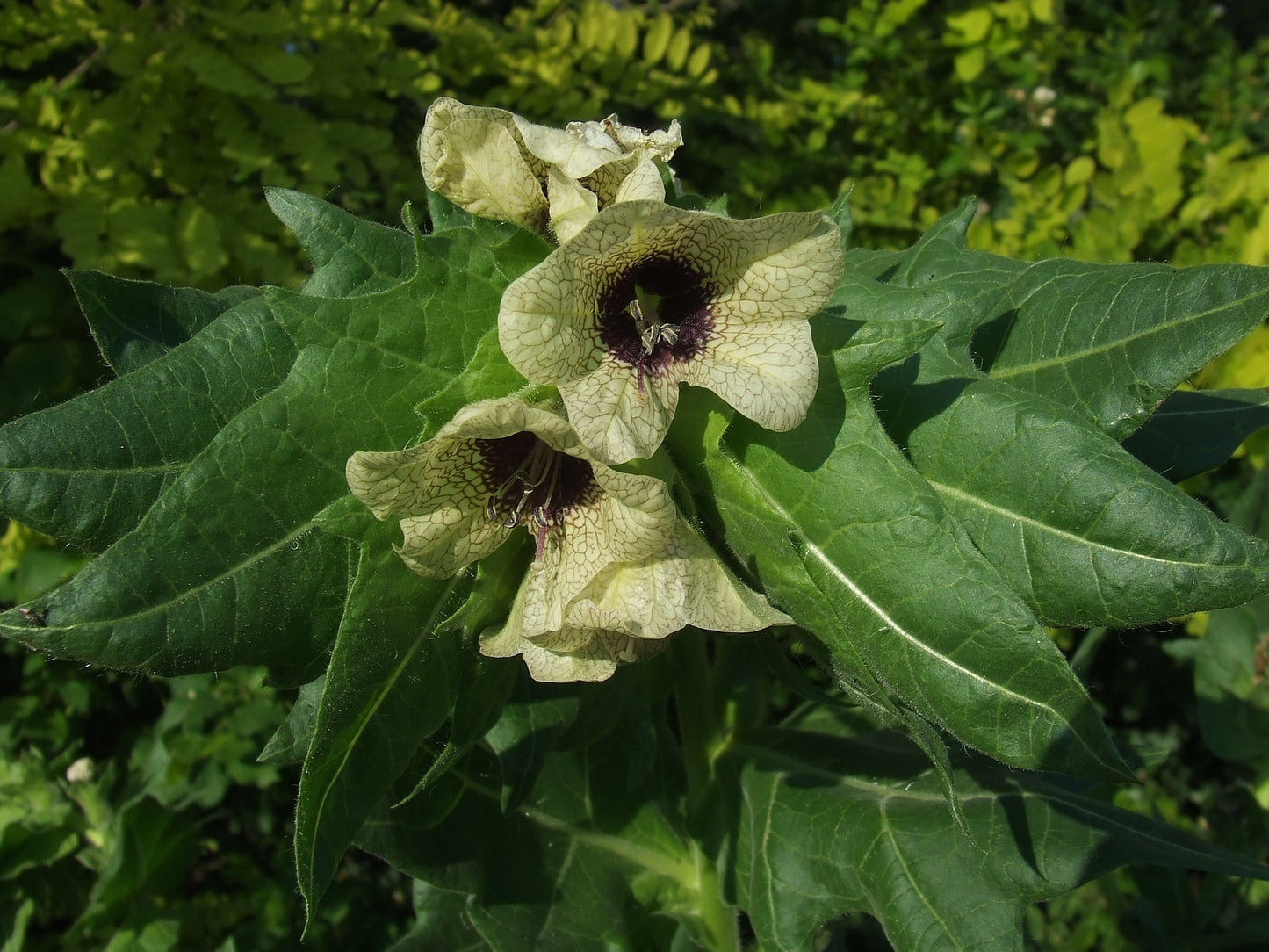 Datura and Henbane Infused Honey