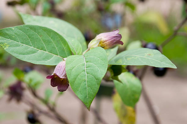 Atropa Belladonna Tincture