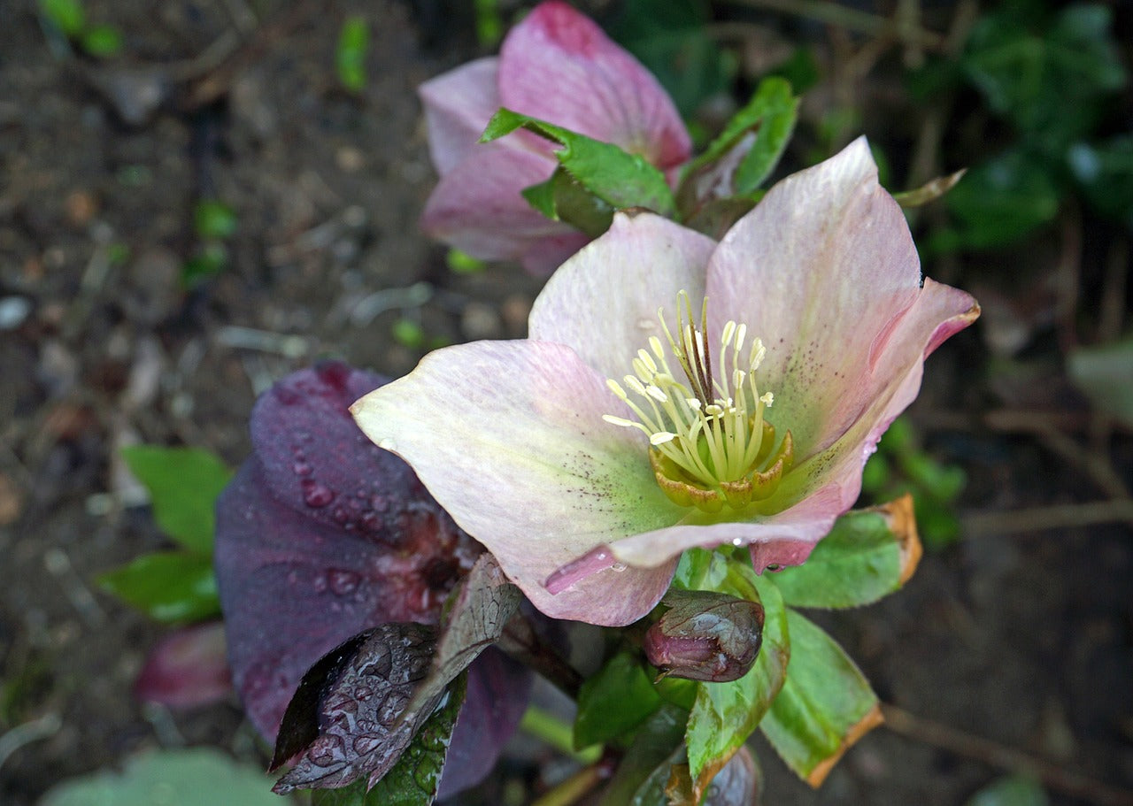 Melampode Flower Essence