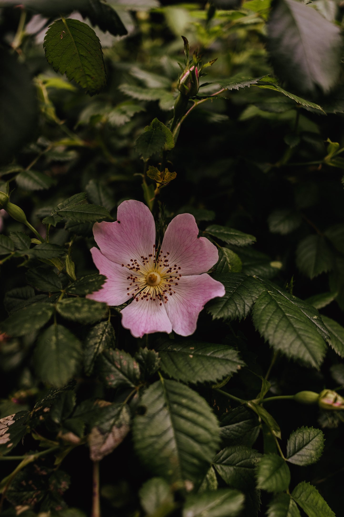 Melampode Flower Essence