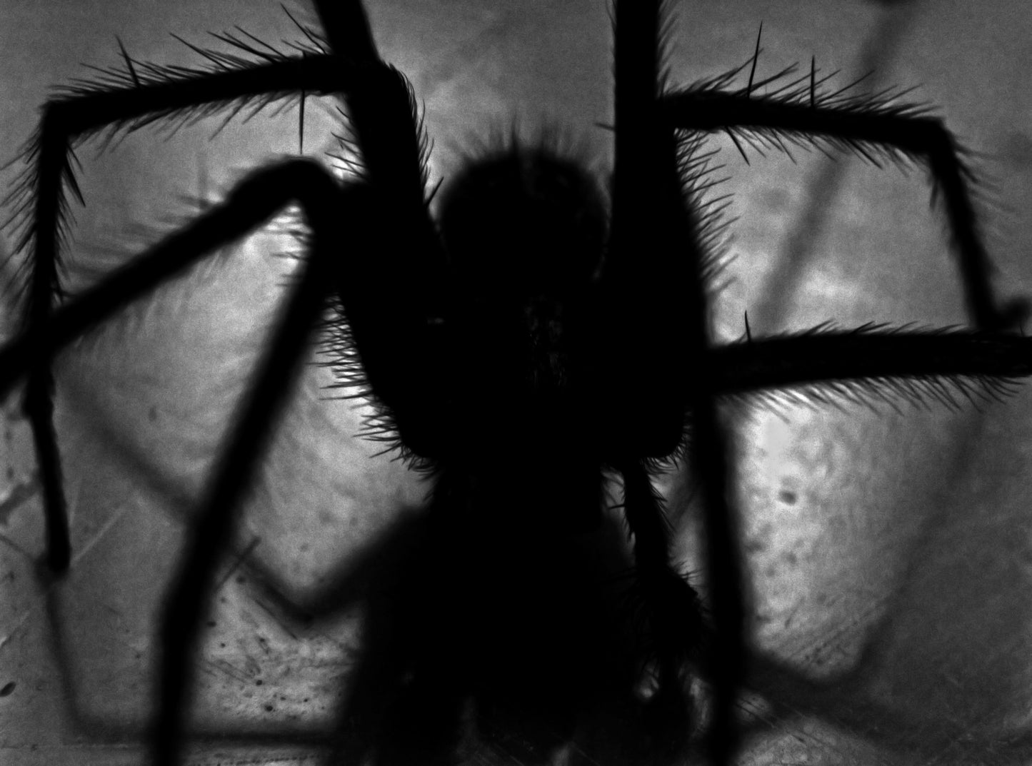 Araña Reyna Spider Queen Command and Compel Oil