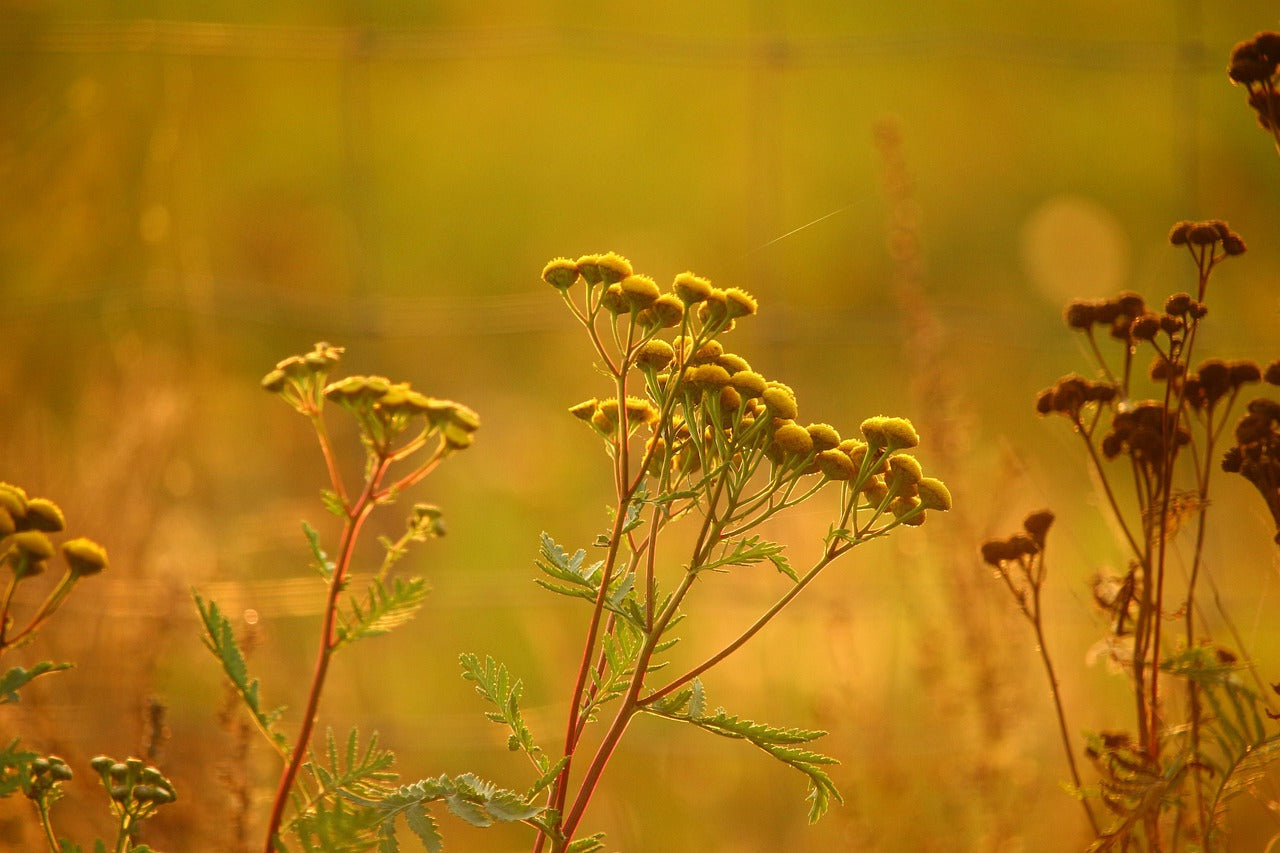 Blue Tansy Nighttime Cream