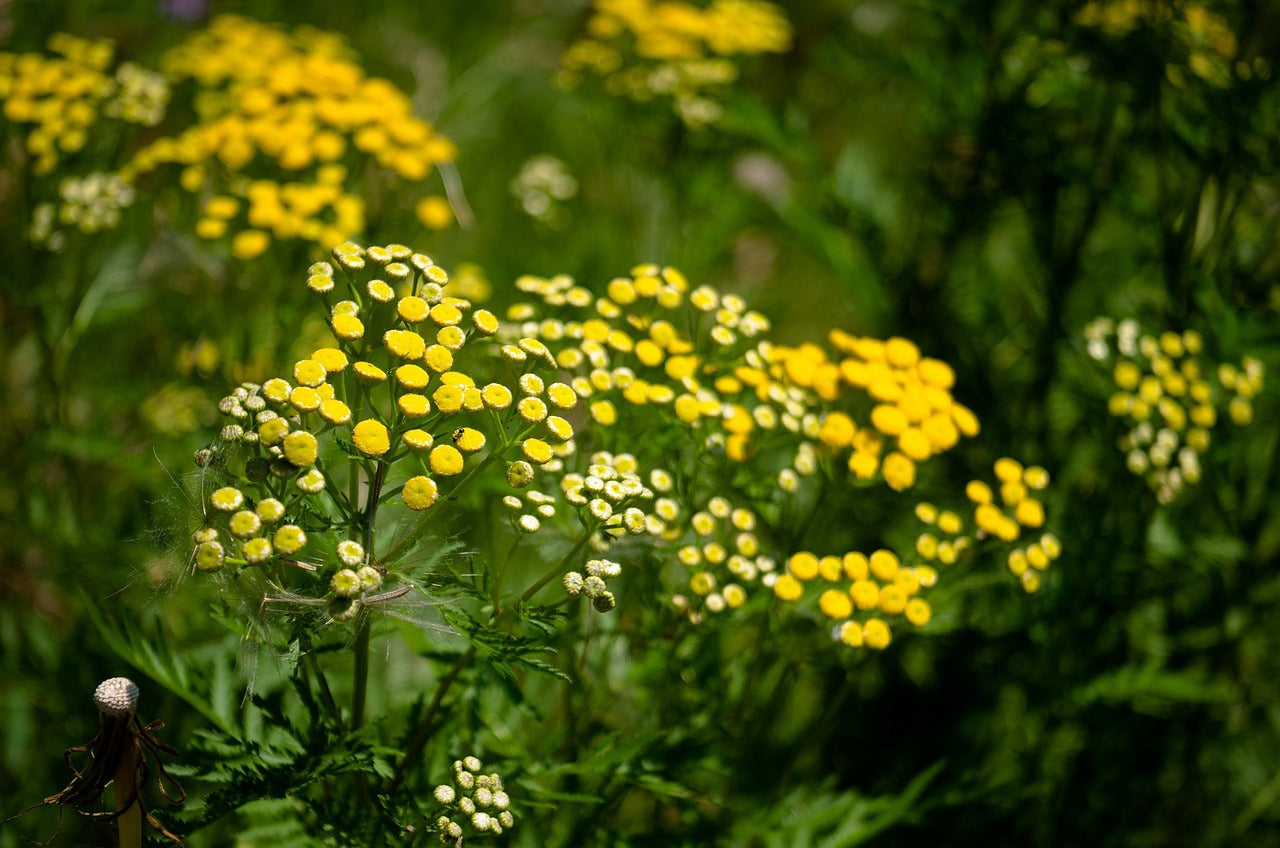 Blue Tansy Nighttime Cream