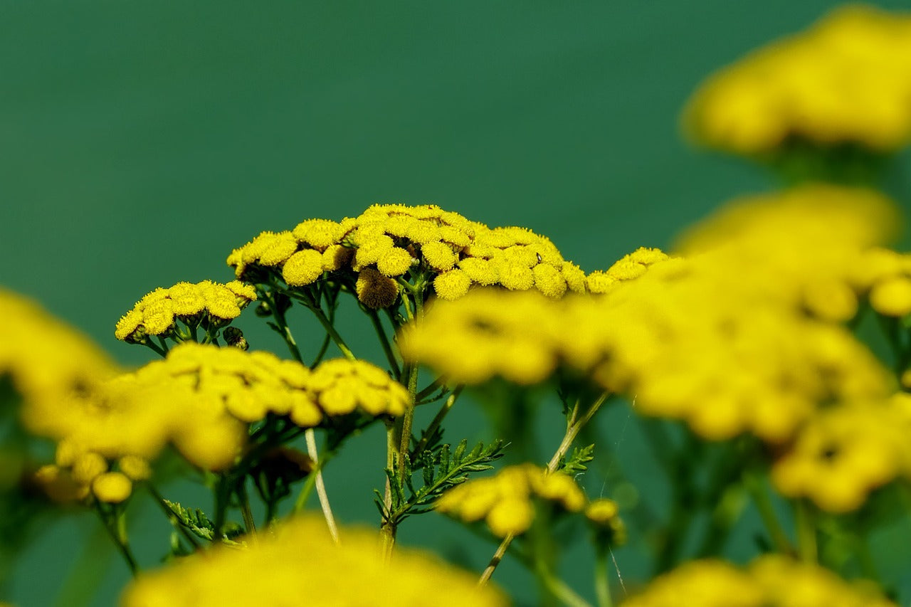 Blue Tansy Nighttime Cream