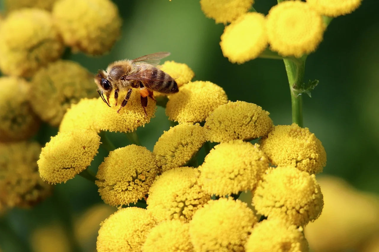 Blue Tansy Nighttime Cream
