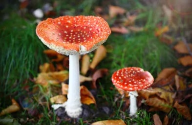 Fly Agaric Spagyric
