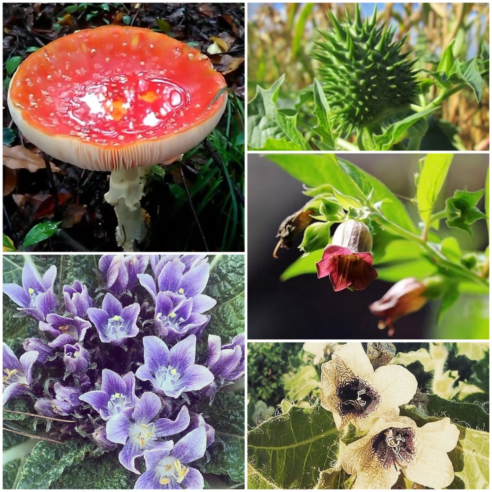 Fly Agaric Witches Flying Ointment