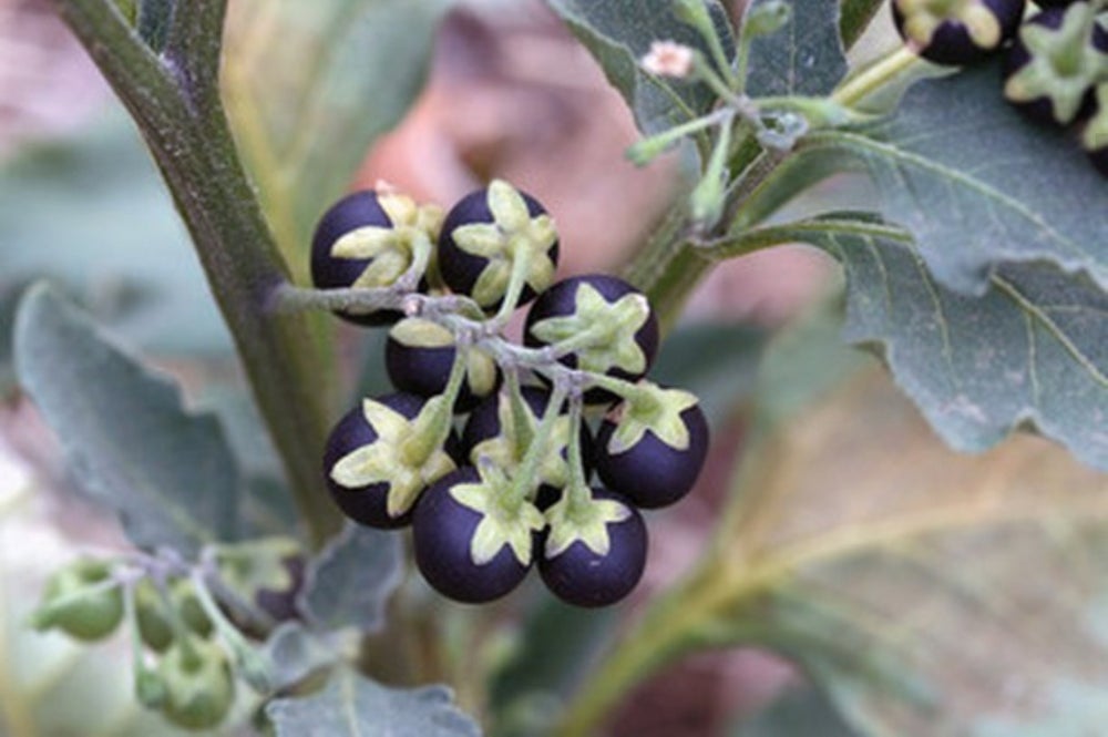 Black Nightshade Flower Essence