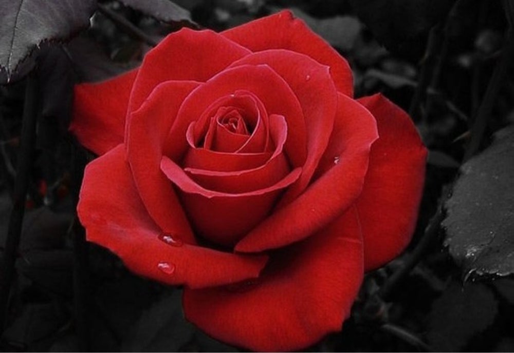 Rose Facial Toner and Astringent