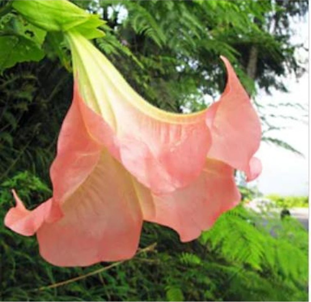Brugmansia Flying ointment