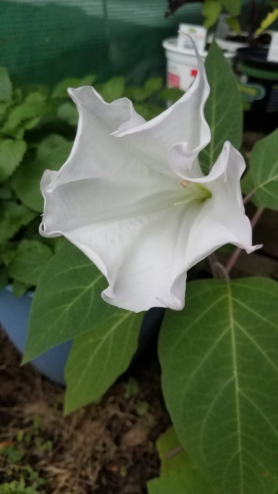 Datura Inoxia Flower Essence