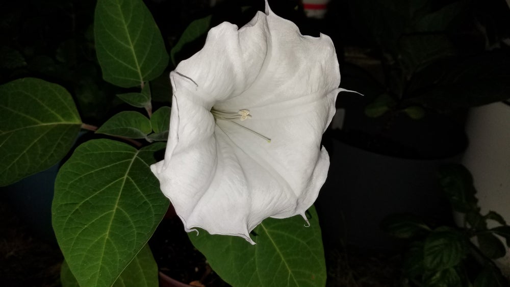 Datura Inoxia Flying Ointment