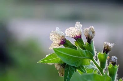 Black Henbane Flying Ointment