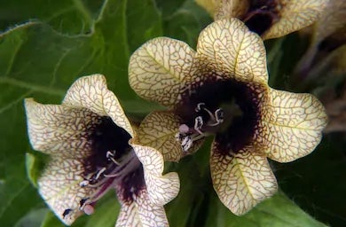 Henbane Tincture