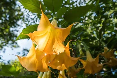 Brugmansia tincture