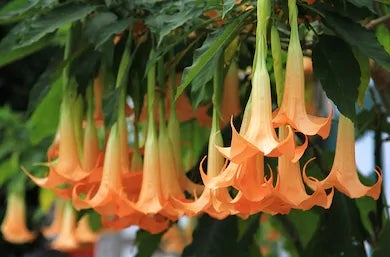 Brugmansia tincture