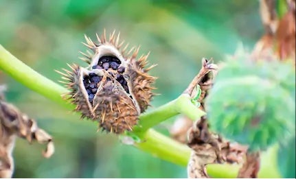 Datura Stramonium Flying Ointment