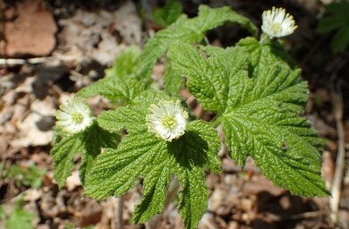Allergy & Sinusitis Relief Tincture
