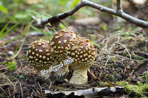 King of the Forest Tincture