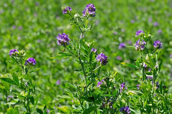Alfalfa Tincture