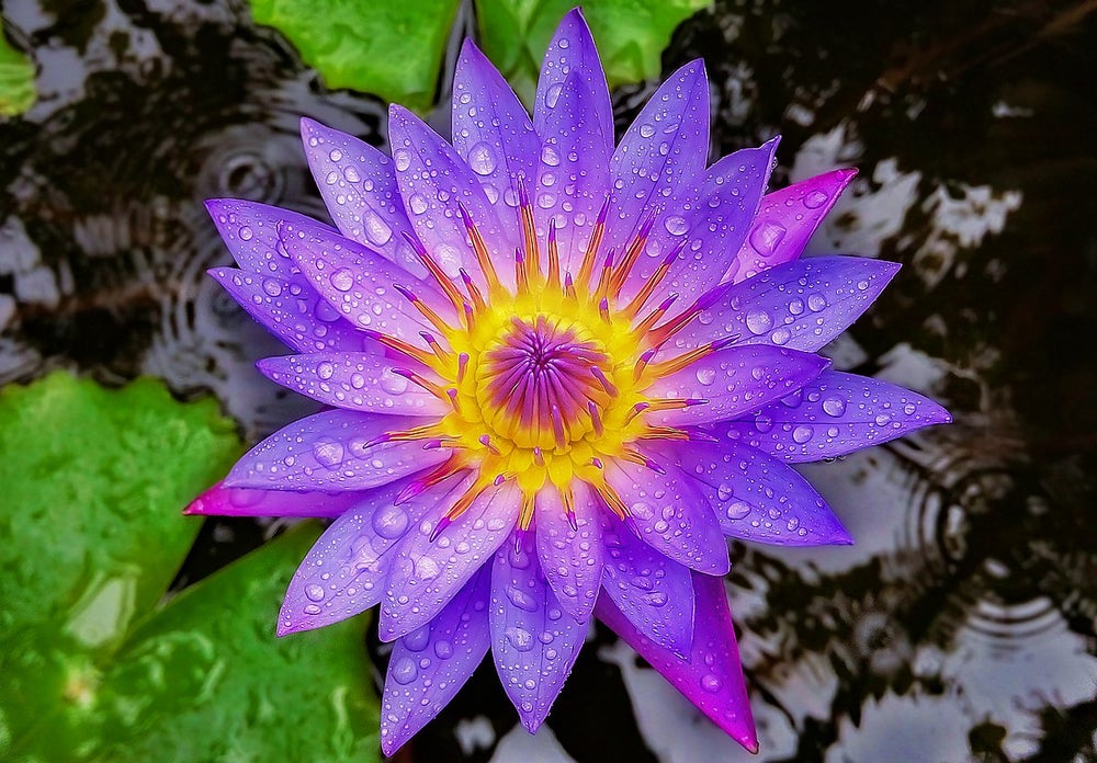Nymphaea caerulea emollient (Blue Lotus oil)
