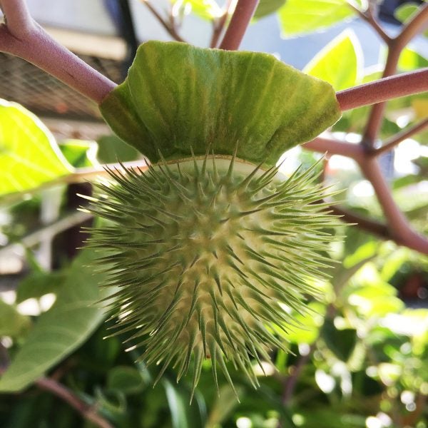 Datura Inoxia Flying Ointment