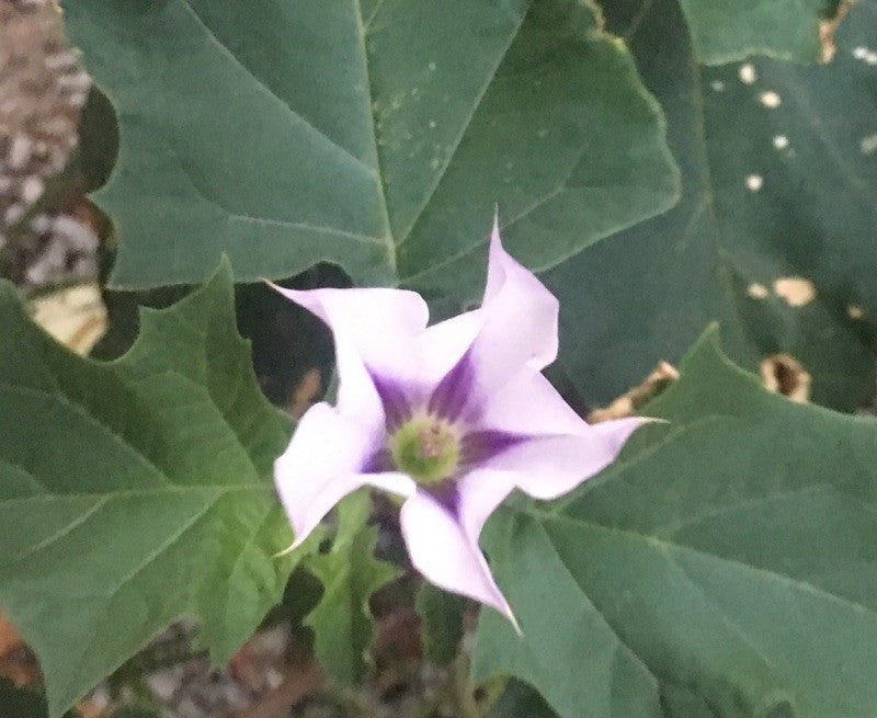 Datura Stramonium Flower Essence