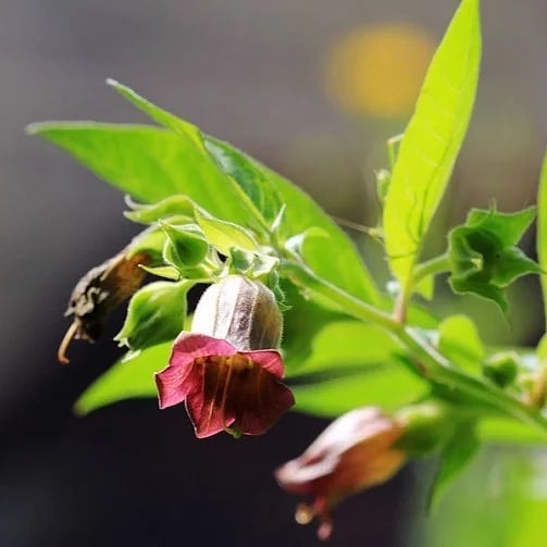 Belladonna spagyric formula