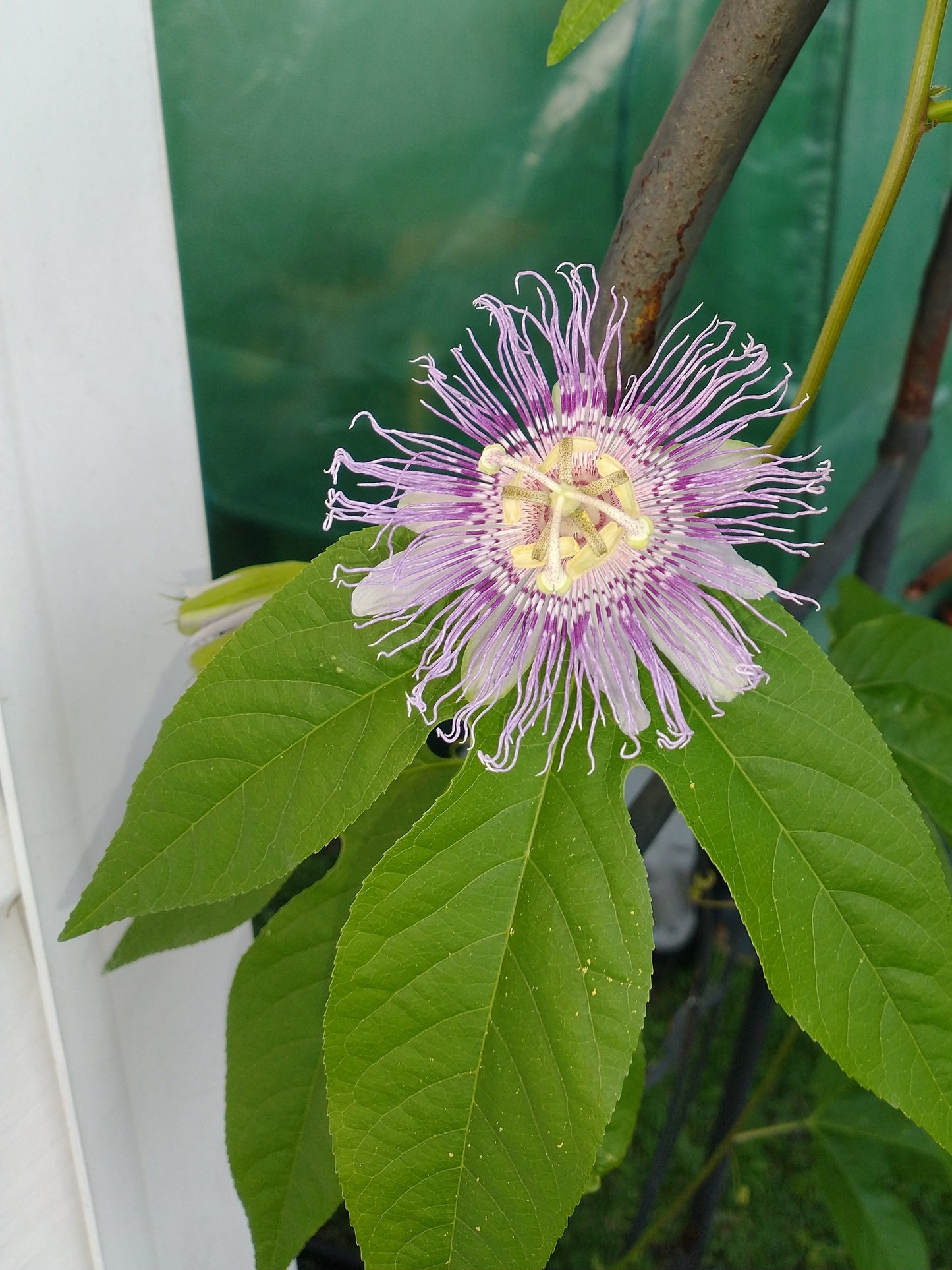 Passionflower Flower Essence
