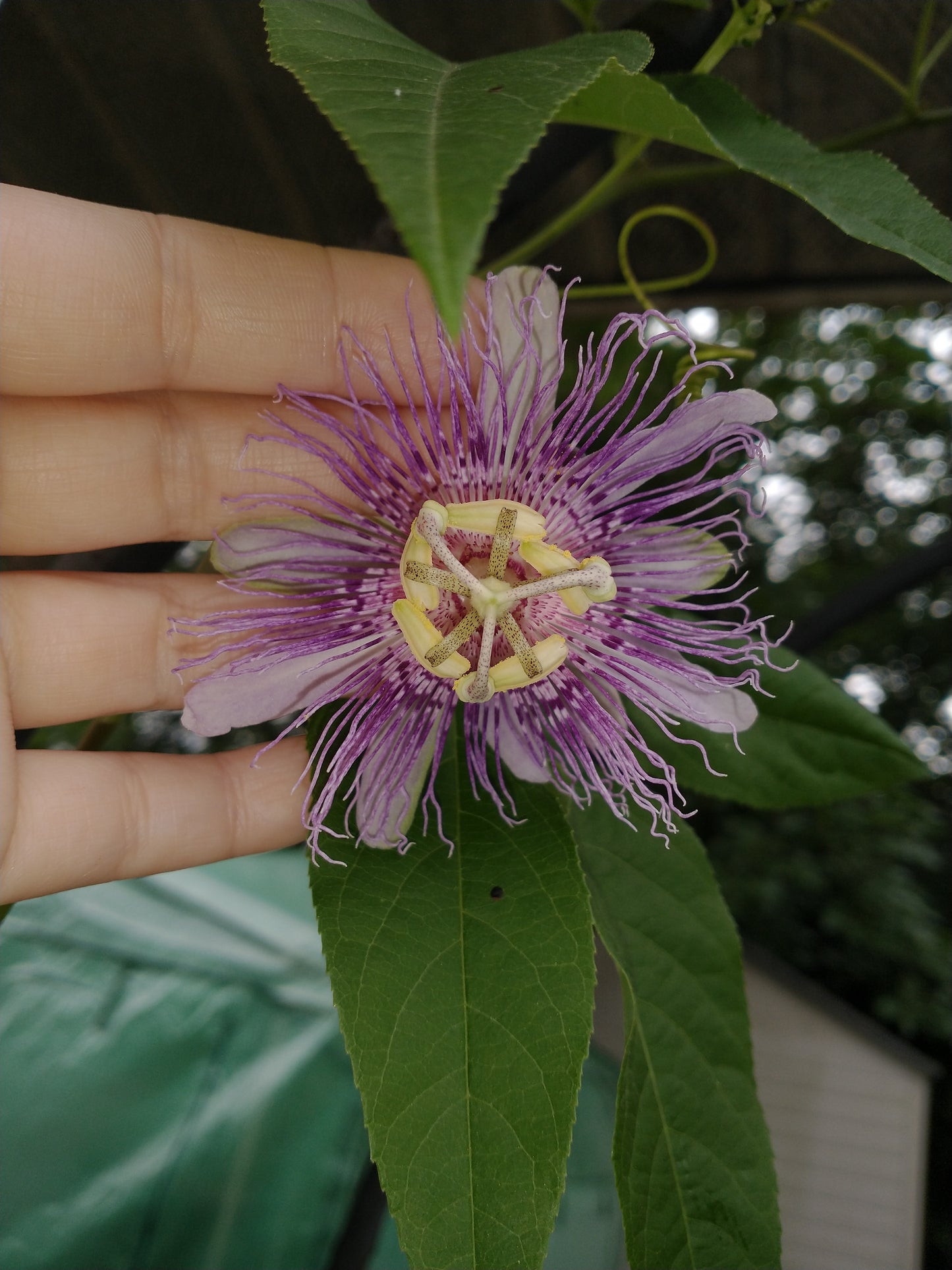 Passionflower Flower Essence