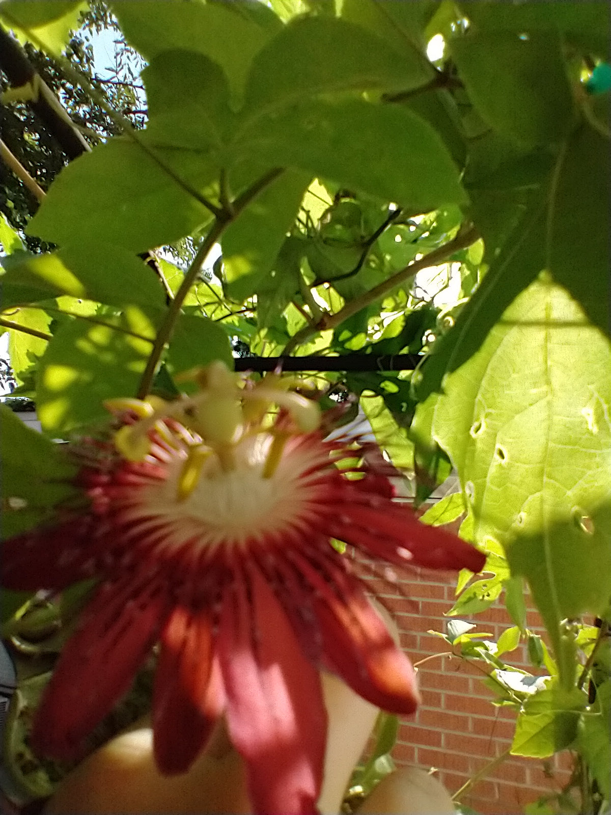 Passionflower Flower Essence