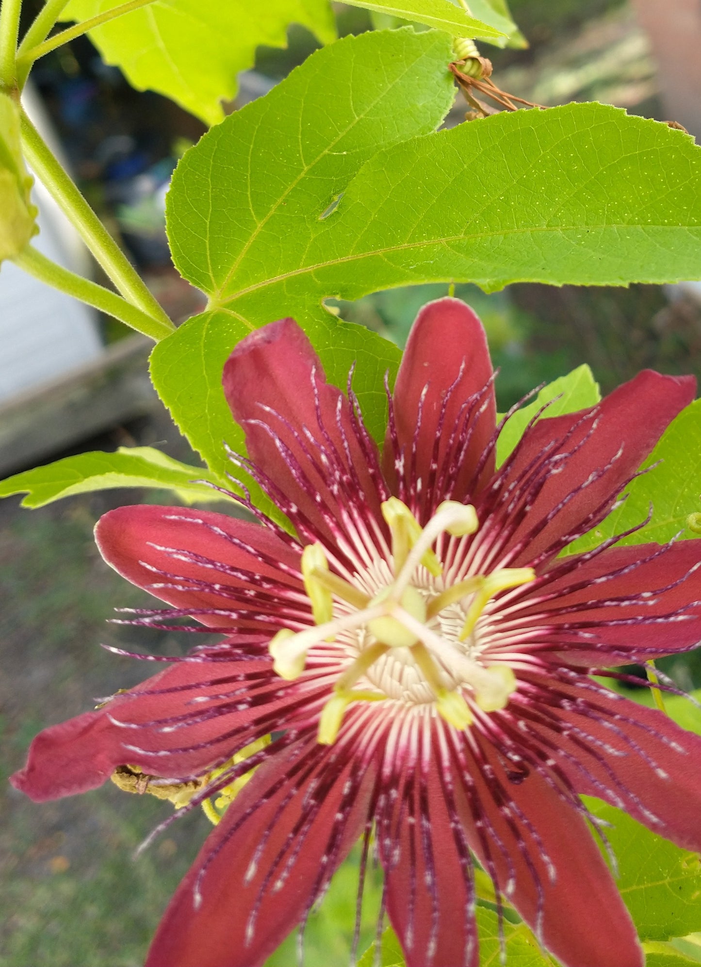 Passionflower Flower Essence